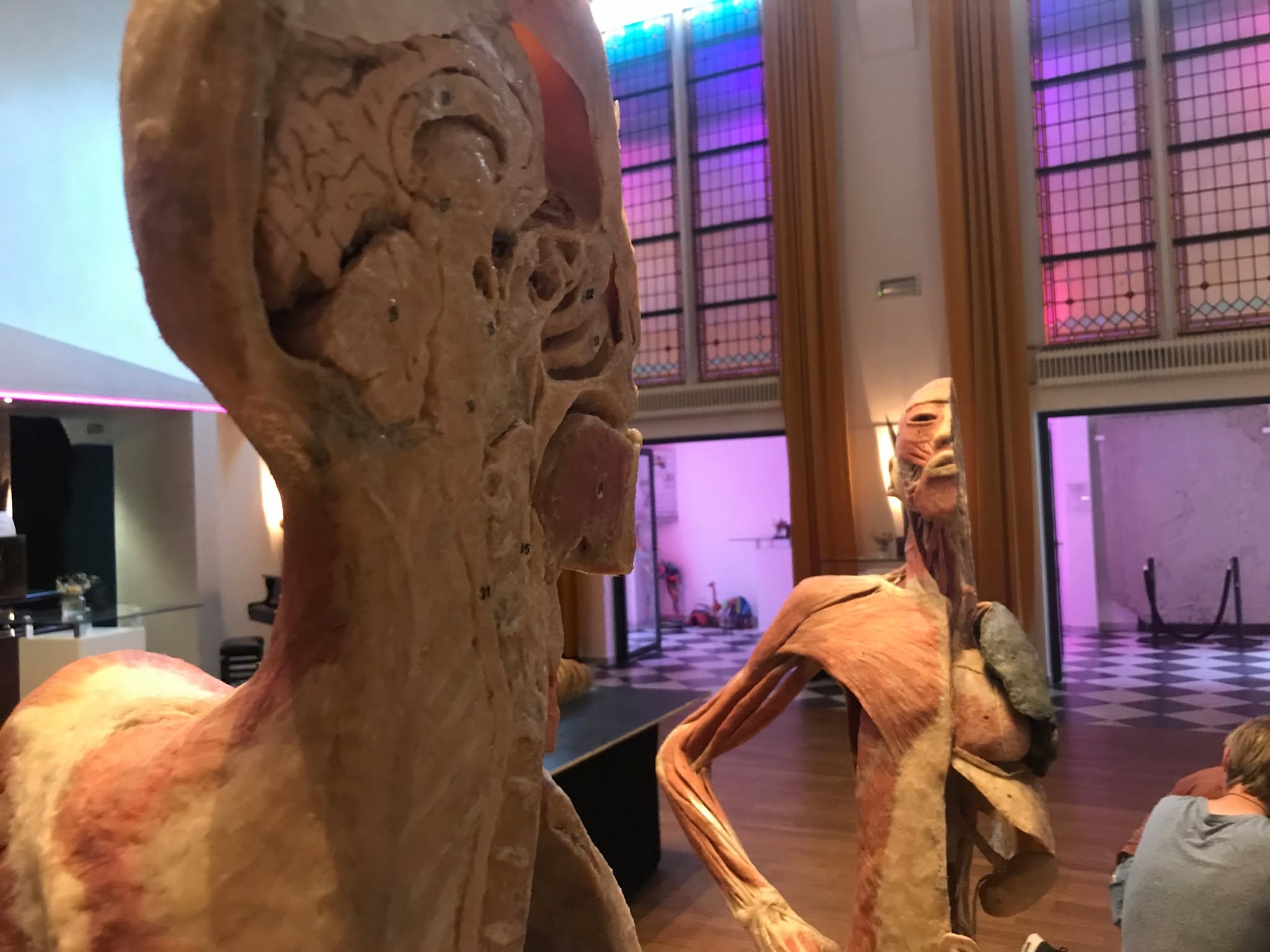 Prawdziwe preparaty anatomiczne w przestrzeni wystawowej